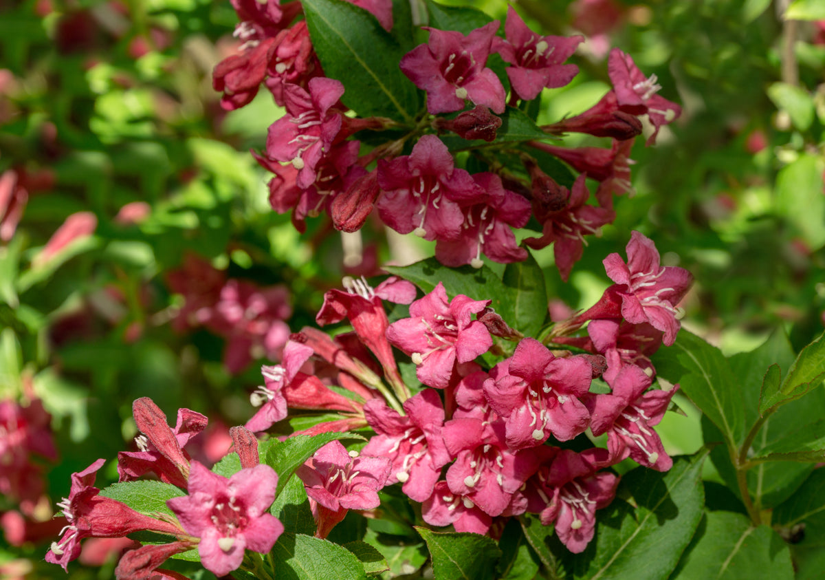 Weigela 'Bristol Ruby', 3-pack