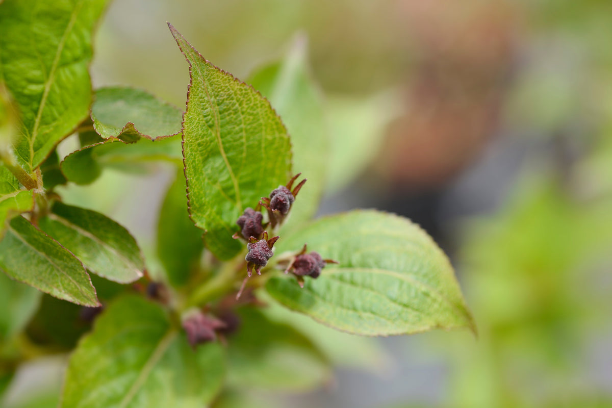 Weigela 'Bristol Ruby', 3-pack