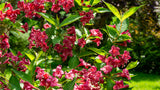 Weigela 'Bristol Ruby', 10-pack