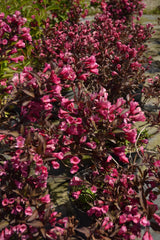Weigela florida 'Alexandra', 5-pack