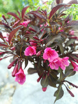 Weigela florida 'Alexandra', 10-pack