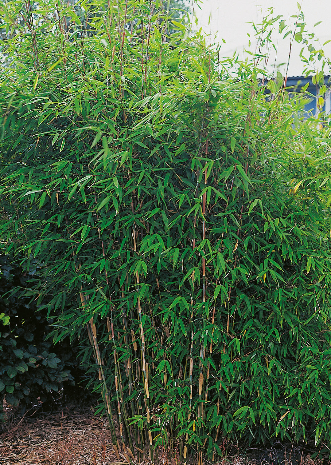 Fargesia murielae 'Dino', 10-pack