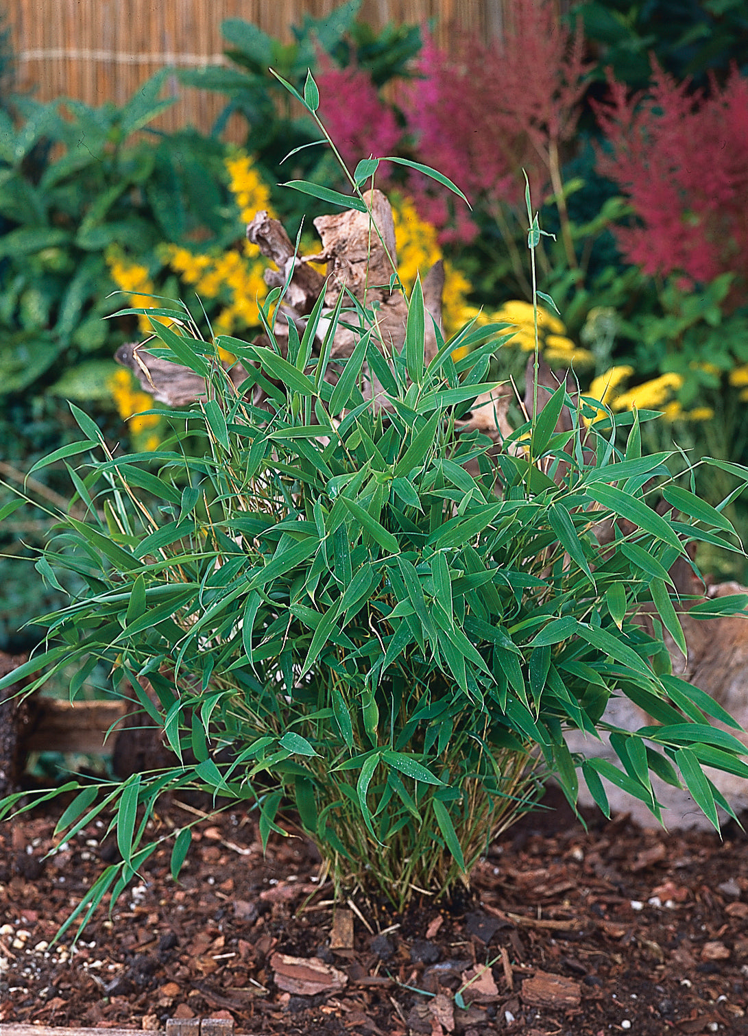 Fargesia murielae 'Tiny', 5-pack