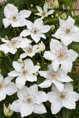 Klematis 'Destiny' 3-pack