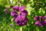 Klematis 'Étoile Violette' 3-pack