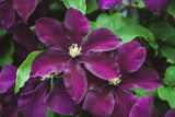 Klematis 'Étoile Violette' 5-pack