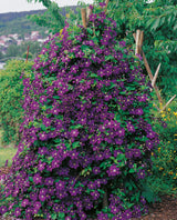 Klematis 'Étoile Violette' 3-pack
