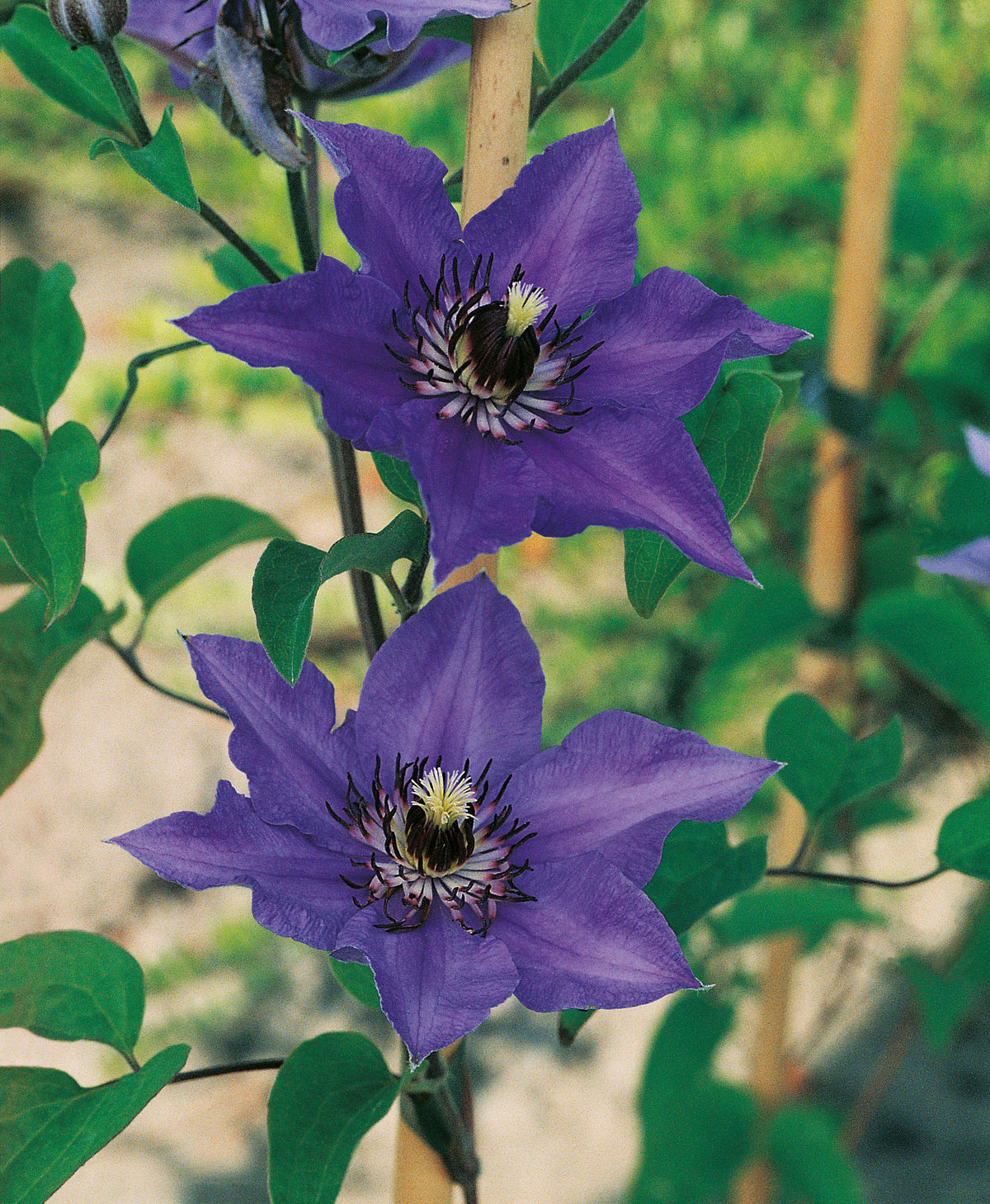 Clematis 'Königskind', 5-pack