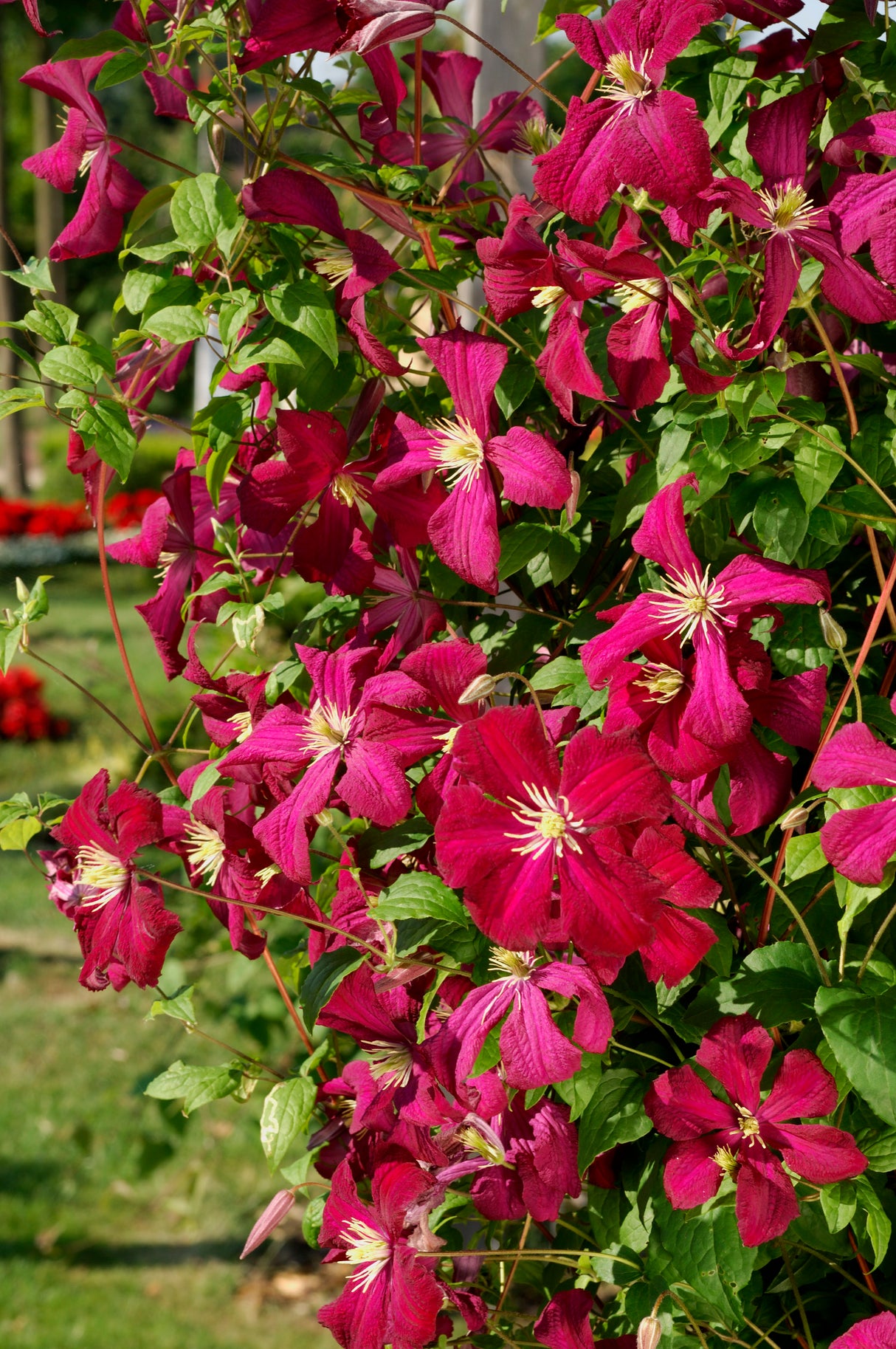 Klematis 'Madame Julia Correvon' 1-pack