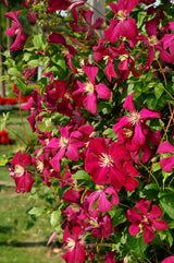 Klematis 'Madame Julia Correvon' 1-pack