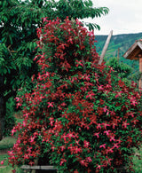 Klematis 'Madame Julia Correvon' 5-pack