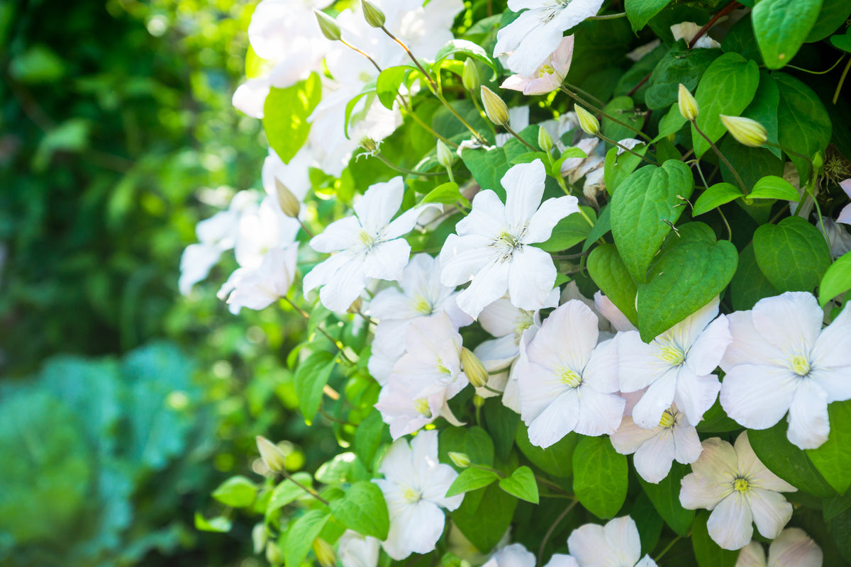Clematis 'Mevrouw Le Coultre', 5-pack
