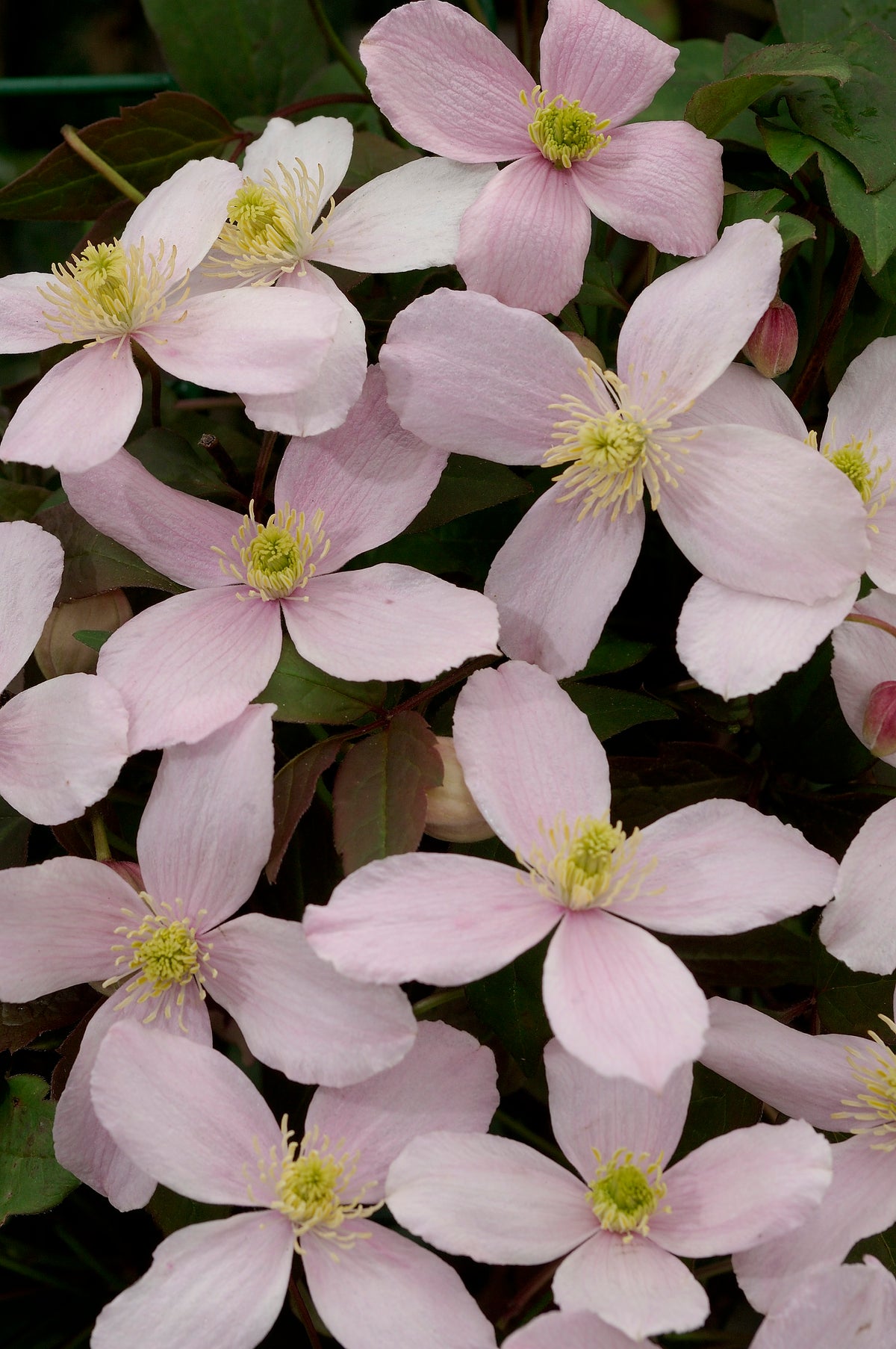 Clematis montana var. rubens, 1-pack