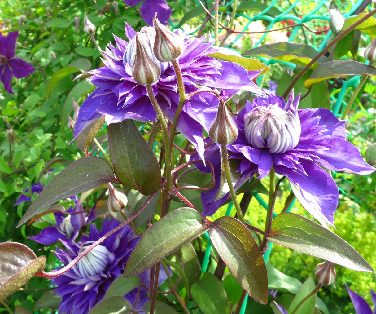 Klematis 'Multi Blue' 3-pack