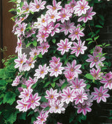 Klematis 'Nelly Moser' 1-pack