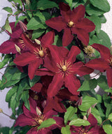 Klematis 'Niobe' 1-pack