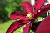 Klematis 'Niobe' 3-pack