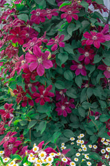 Klematis 'Niobe' 3-pack