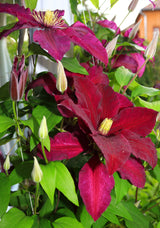 Klematis 'Niobe' 1-pack