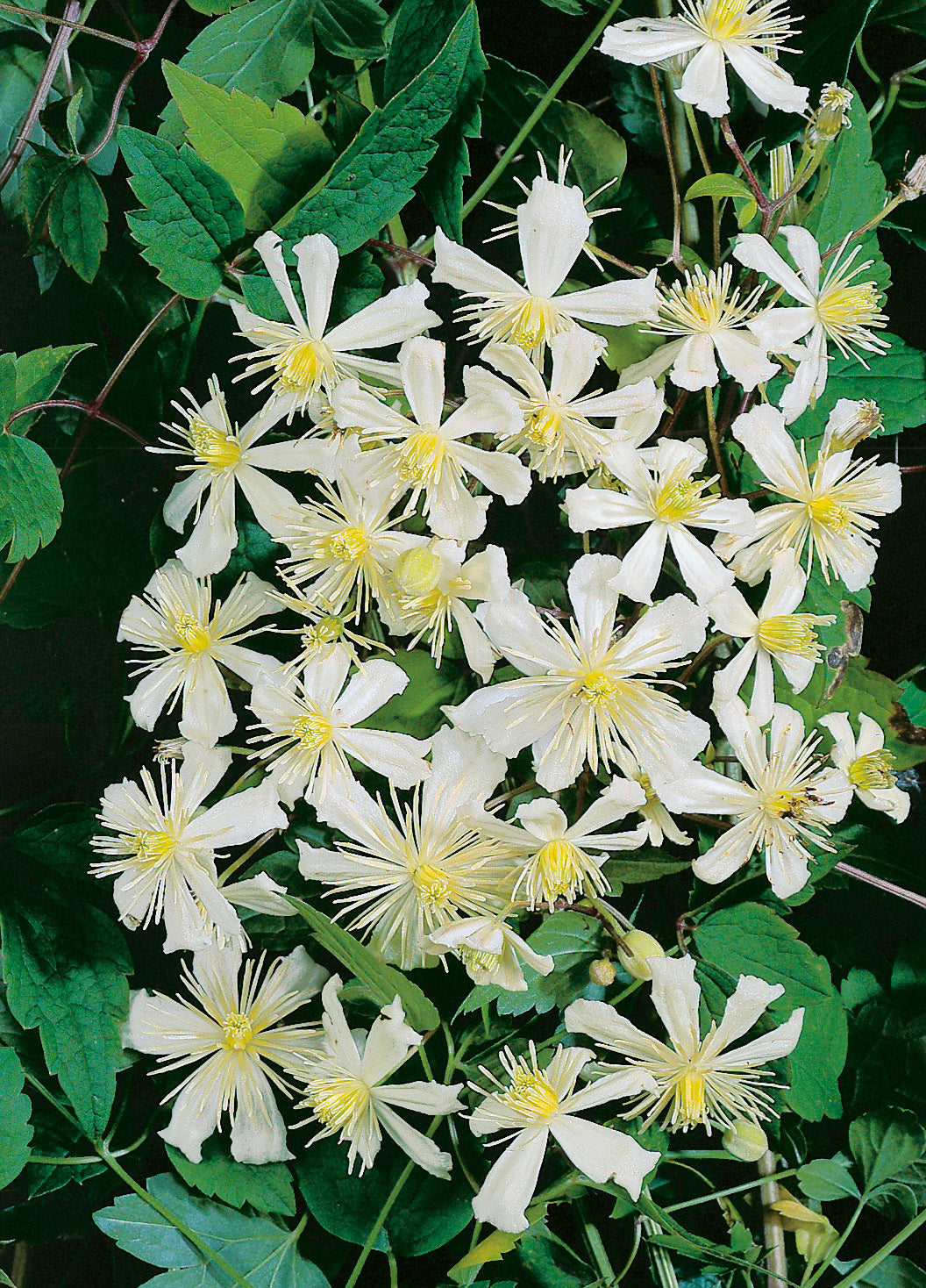 Klematis 'Paul Farges' 10-pack
