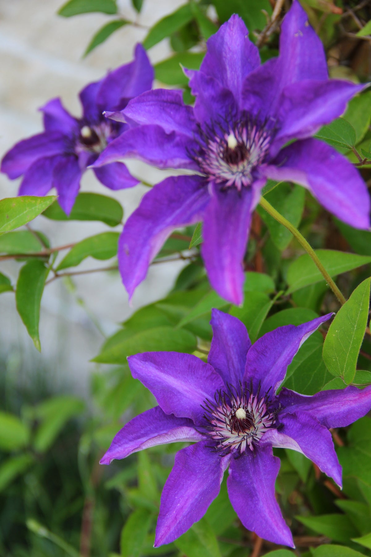 Clematis 'The President', 5-pack