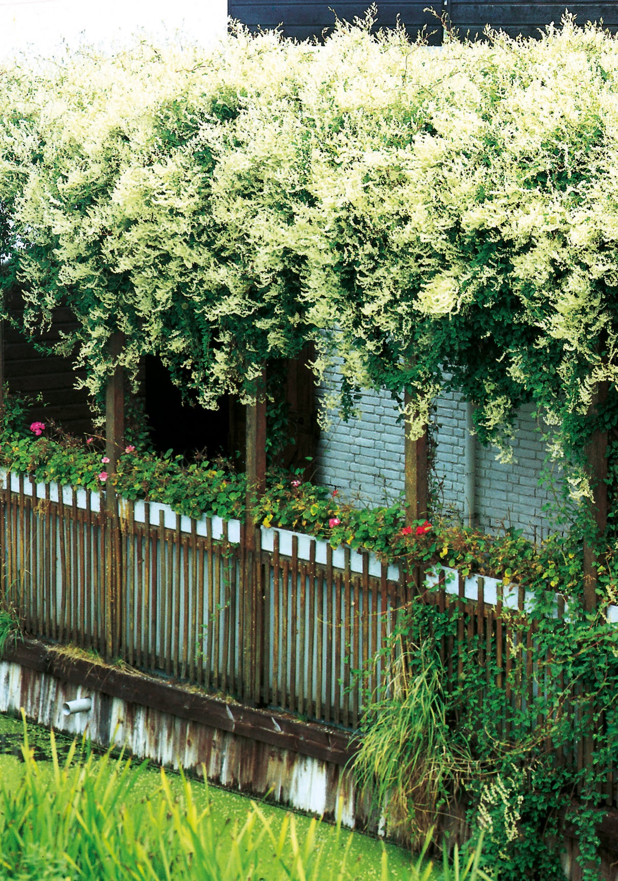 Bokharabinda co 3-pack