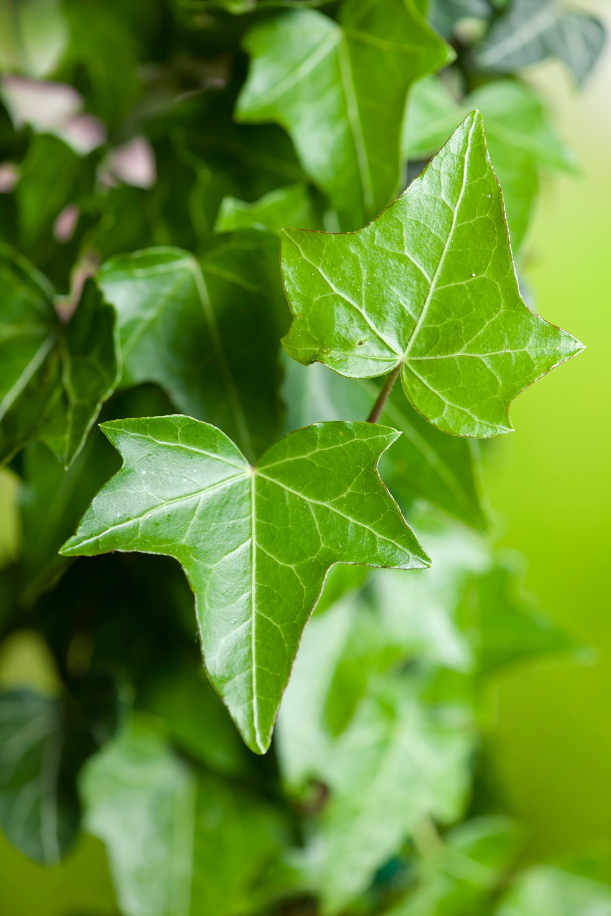 Hedera helix, 10-pack