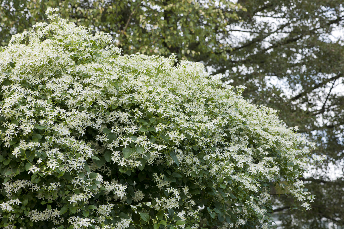Clematis terniflora, 5-pack
