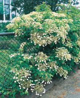 Klätterhortensia co 5-pack
