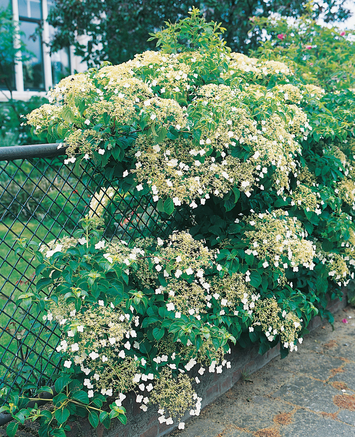 Klätterhortensia co 3-pack