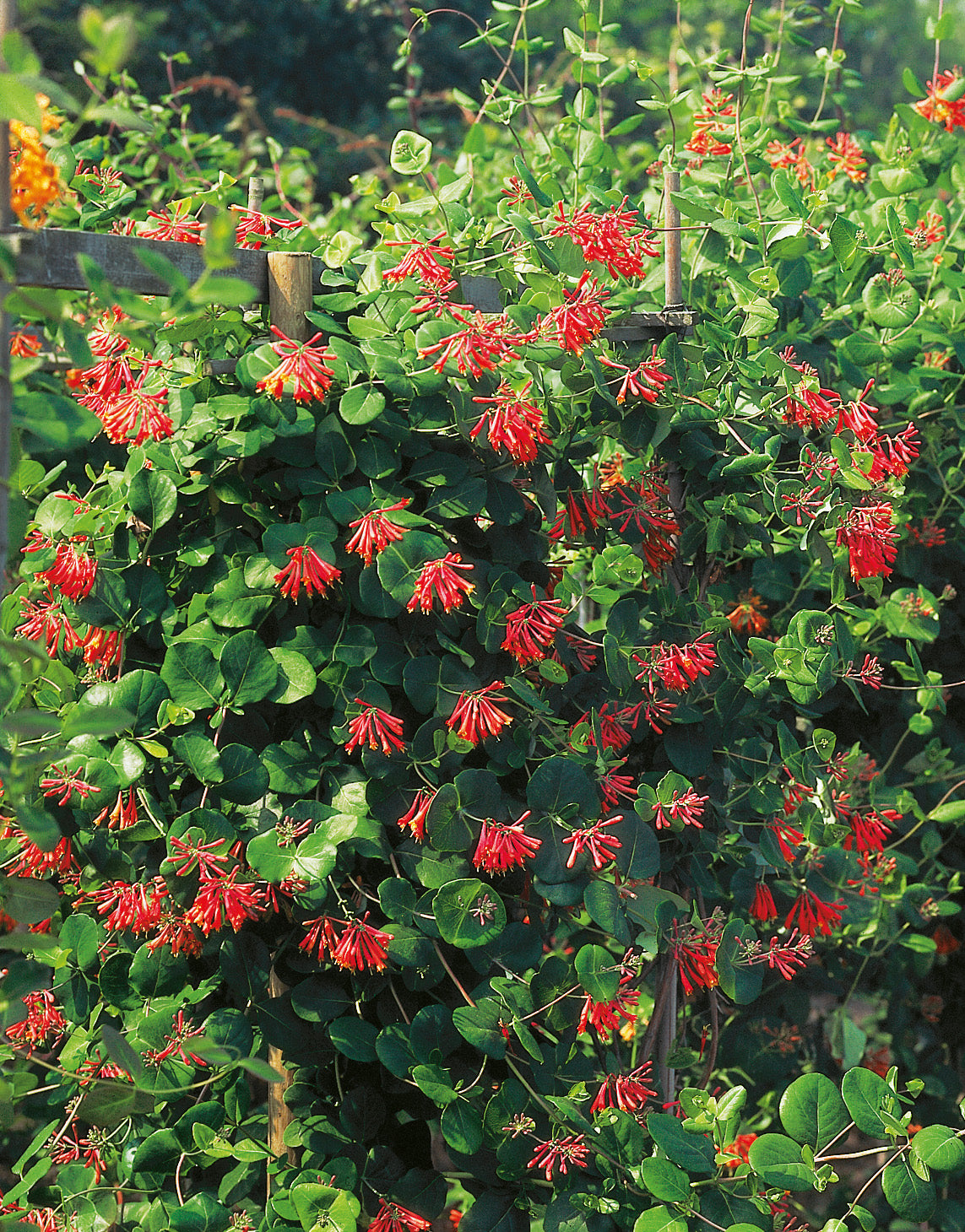 Eldkaprifol 'Dropmore Scarlet' co 3-pack