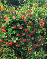Eldkaprifol 'Dropmore Scarlet' co 3-pack