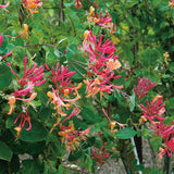 Blomsterkaprifol 'American Beauty' 3-pack