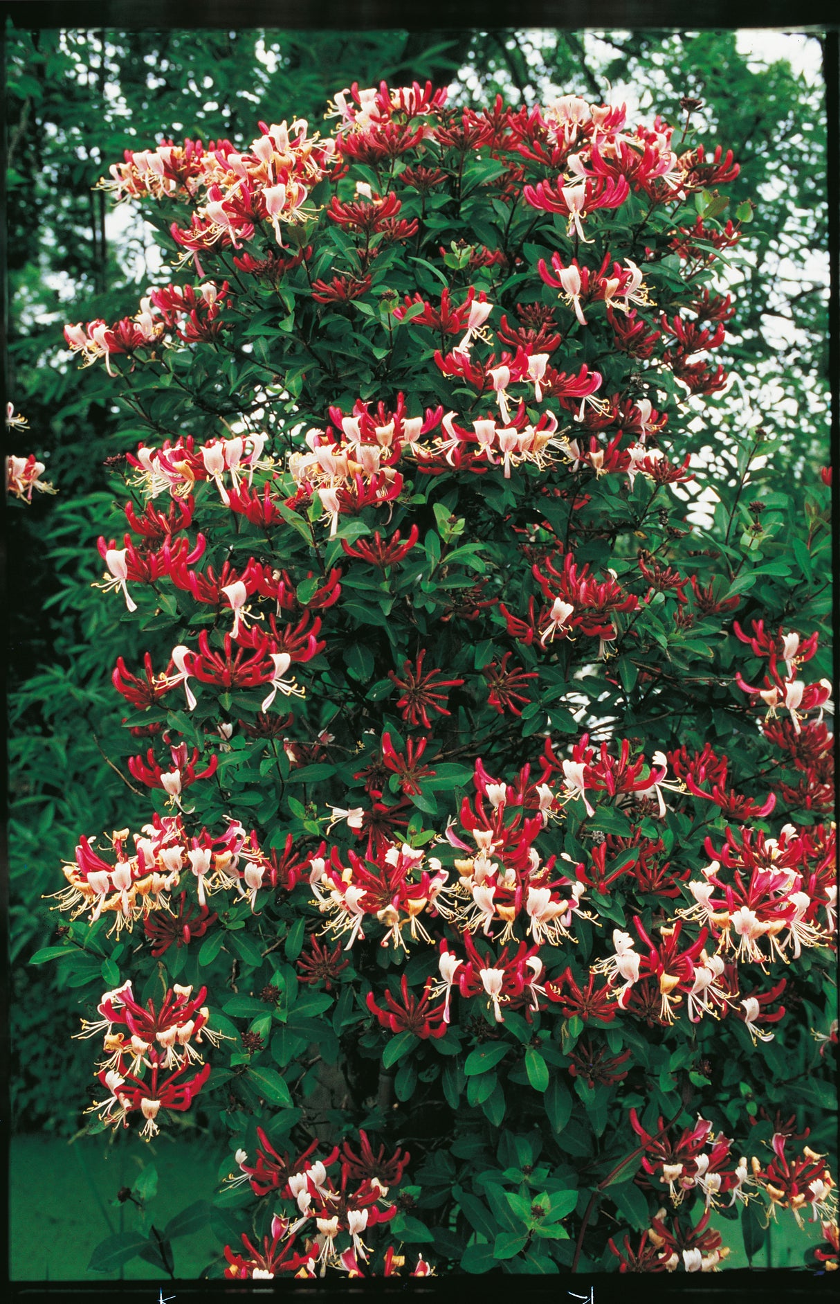 Vildkaprifol 'Serotina' co 1-pack