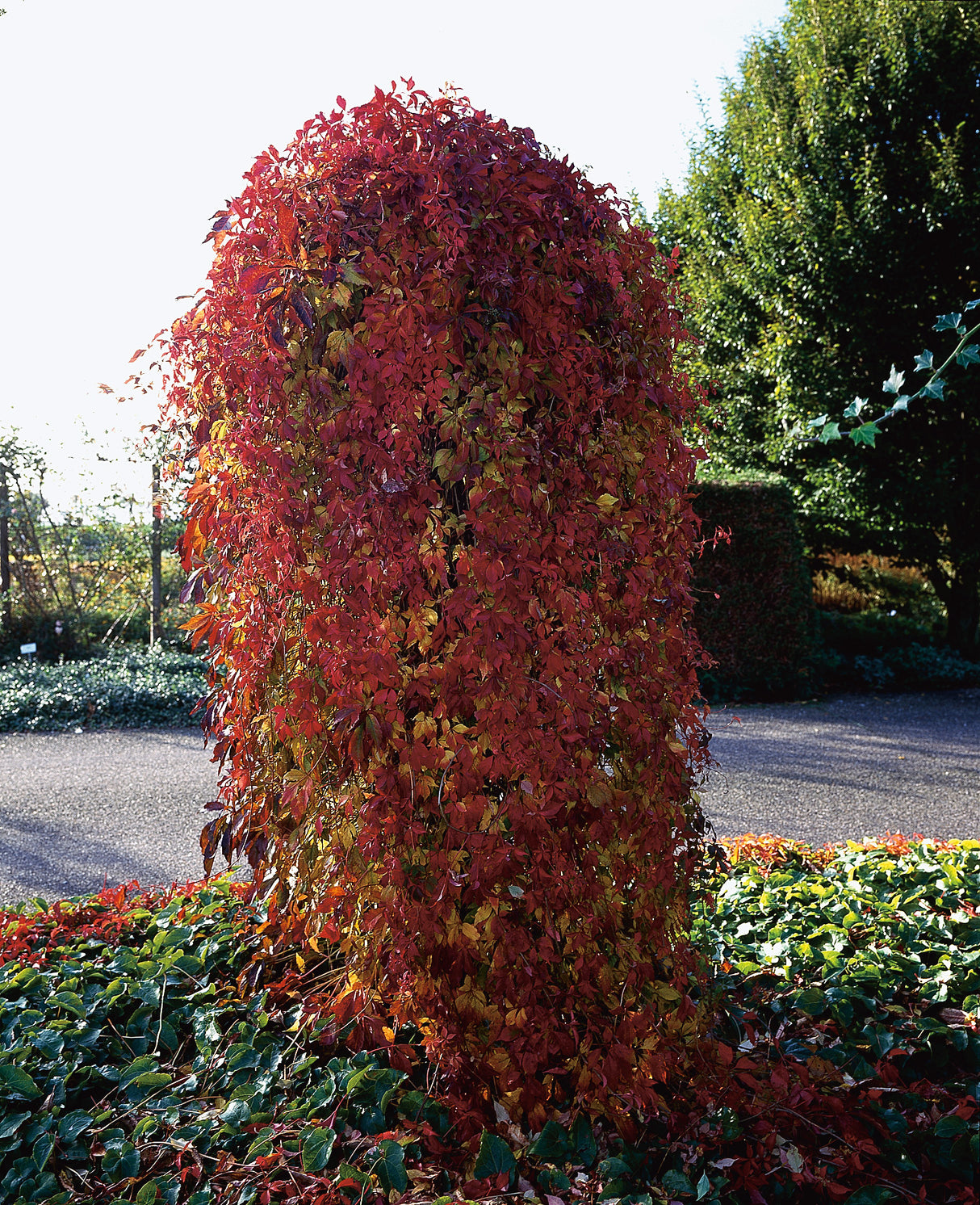 Klättervildvin co 3-pack