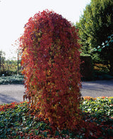 Klättervildvin co 3-pack