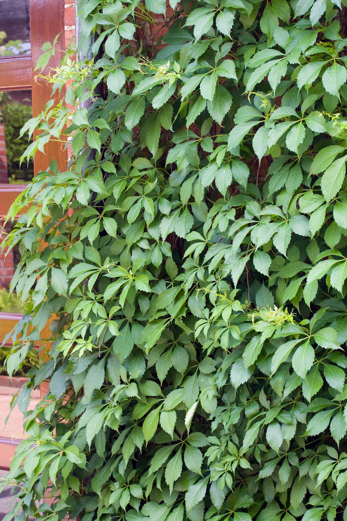 Klättervildvin co 5-pack