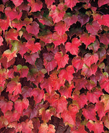 Rådhusvin 'Veitchii' co 5-pack