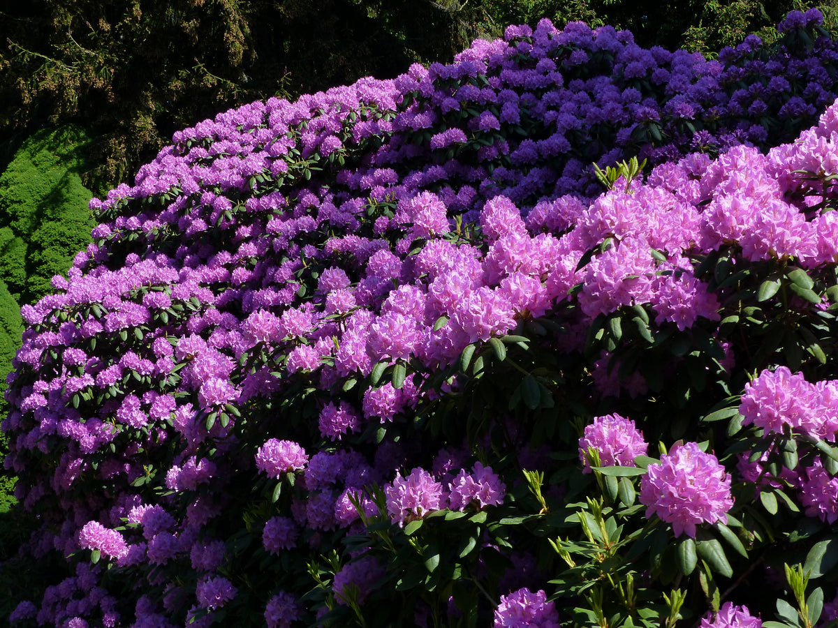 Rhododendron 'Catawbiense Grandiflorum', 30-40 cm, 3-pack