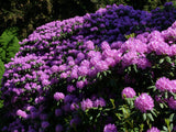 Rhododendron 'Catawbiense Grandiflorum', 30-40 cm, 3-pack