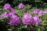 Rhododendron 'Catawbiense Grandiflorum', 30-40 cm, 5-pack