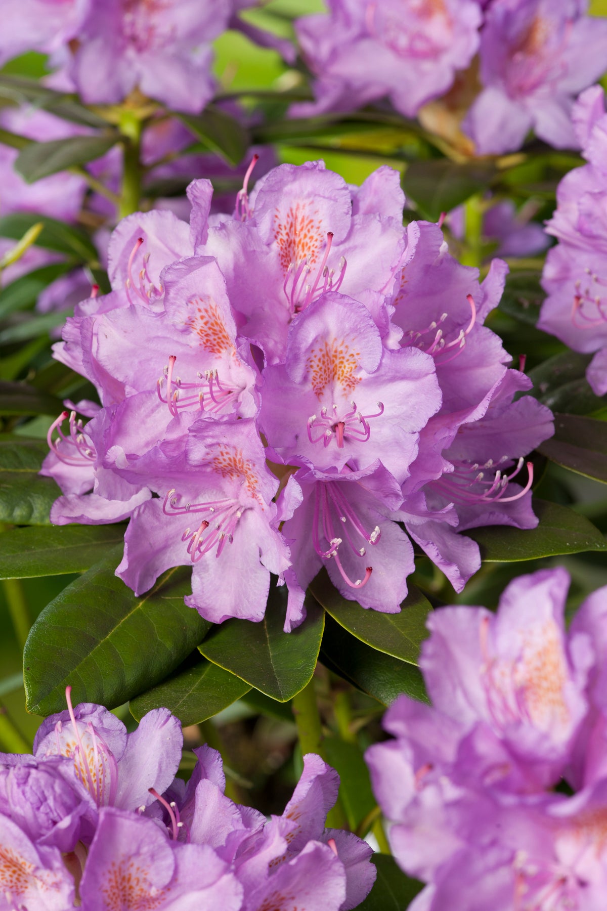 Rhododendron 'Catawbiense Grandiflorum', 30-40 cm, 3-pack