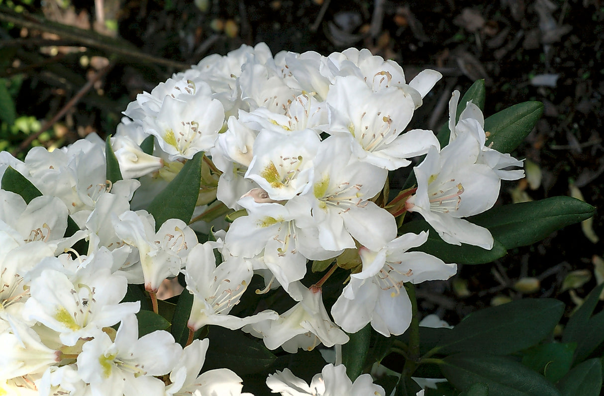 Rhododendron 'Cunningham's White' co 30-40cm 10-pack