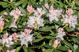 Rhododendron 'Cunningham's White' co 30-40cm 1-pack