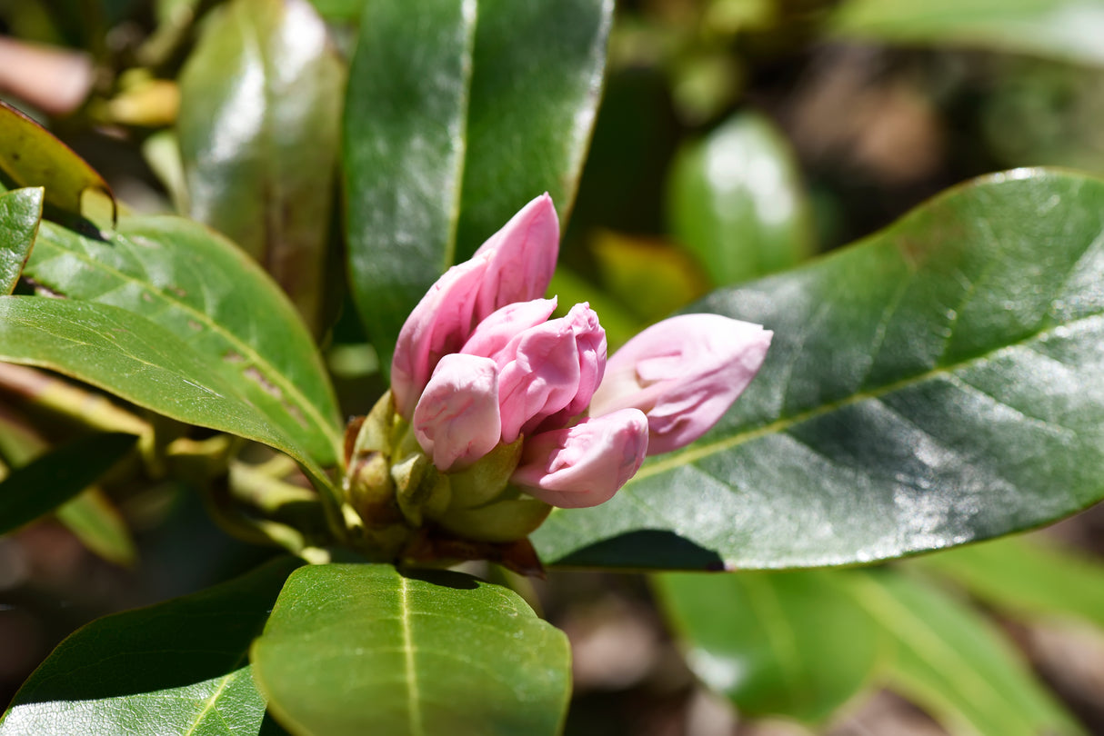 Rhododendron 'Cunningham's White' co 30-40cm 10-pack