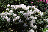 Rhododendron 'Cunningham's White' co 30-40cm 3-pack