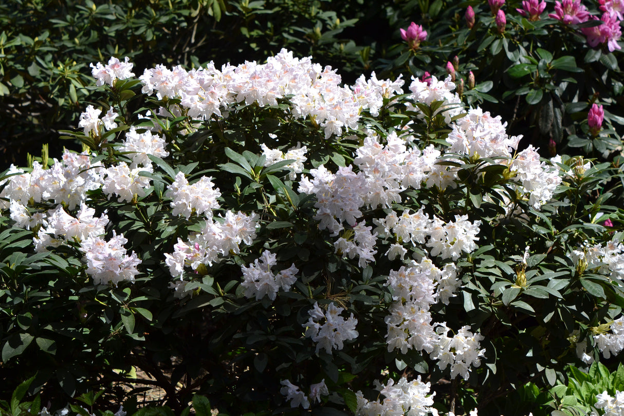 Rhododendron 'Cunningham's White' co 30-40cm 10-pack