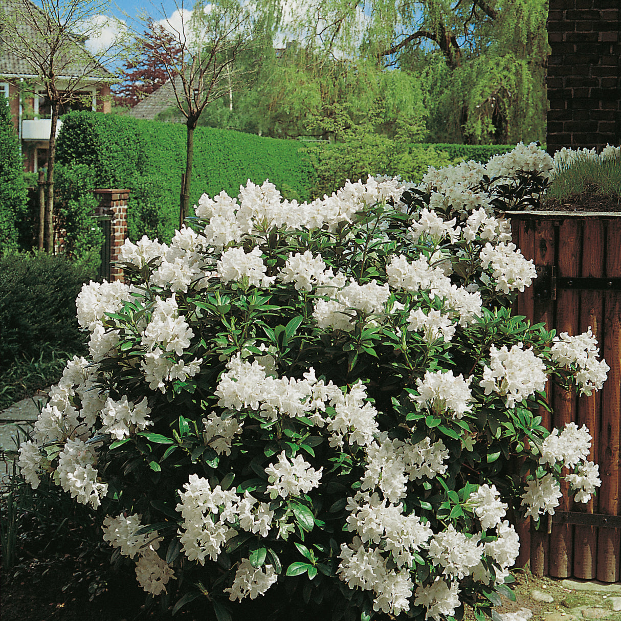 Rhododendron 'Cunningham's White' co 30-40cm 10-pack