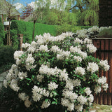 Rhododendron 'Cunningham's White' co 30-40cm 3-pack