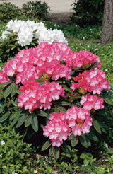 Rhododendron 'Fantastica' co 20-25cm 1-pack